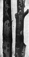 524302.jpg