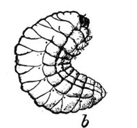 524248.jpg