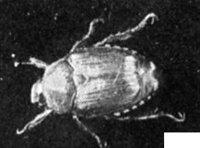 524210.jpg