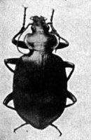 524156.jpg