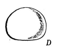 523832.jpg