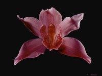 ORCHID.GIF