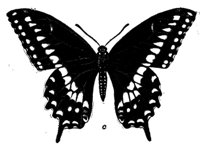 523516.jpg