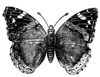 443148.jpg