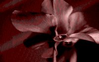 ORCHIDS.GIF