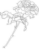 ROSE.GIF