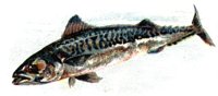 780295.jpg