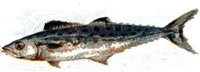 780285.jpg