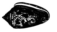 SHELL27.PCX