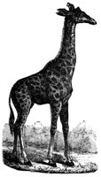 690705.jpg