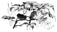 690611.jpg