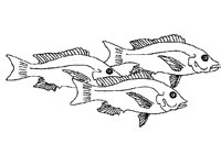 FISH06.PCX
