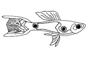 FISH05.PCX