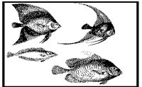 FISH.PCX
