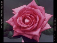 ROSE4.GIF