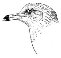 635505.jpg