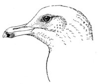 635503.jpg