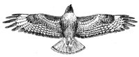 635425.jpg