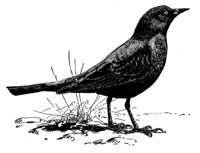 635181.jpg