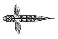 379245.jpg