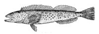 379141.jpg