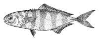 379035.jpg