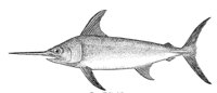 379015.jpg