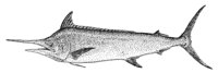 379011.jpg