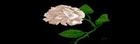 ROSE5.GIF