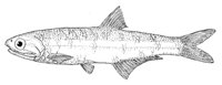 378835.jpg