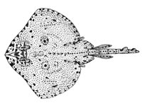 378805.jpg