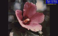 ROSESHAR.GIF
