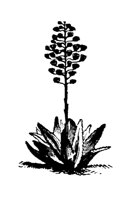 PLANTS93.PCX