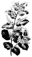 PLANTS80.PCX