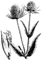 PLANTS76.PCX