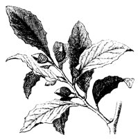 PLANTS68.PCX