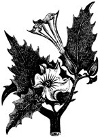 PLANTS54.PCX