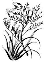 PLANTS49.PCX
