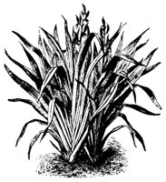 PLANTS48.PCX