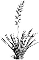 PLANTS47.PCX