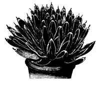 PLANTS41.PCX
