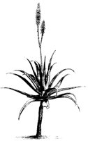 PLANTS39.PCX