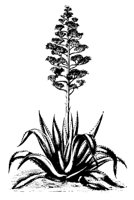 PLANTS38.PCX