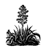 PLANTS37.PCX