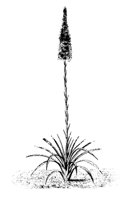 PLANTS36.PCX