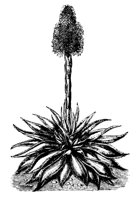 PLANTS35.PCX