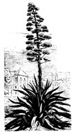 PLANTS34.PCX