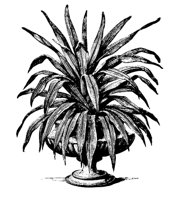PLANTS33.PCX