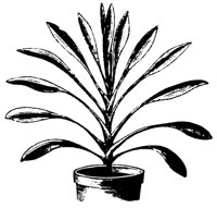 PLANTS32.PCX