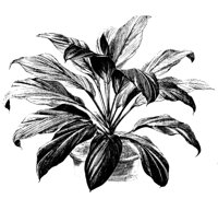 PLANTS31.PCX